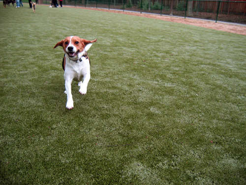 sân cỏ nhân tạo sân chơi dành cho thú cưng